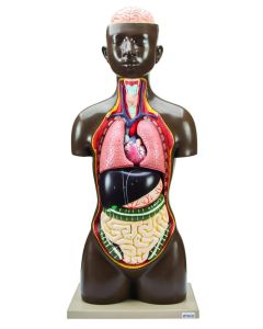 Eisco Labs Human Torso Model, 8 Parts - Life Size - Sexless