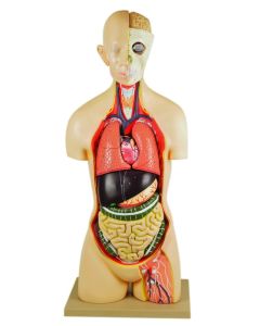 Eisco Labs Life-Size Sexless Premium Human Torso With Open Back, 15 Part