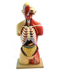 Eisco Labs Life-Size Premium Human Torso With Muscles And Open Back, 19 Parts