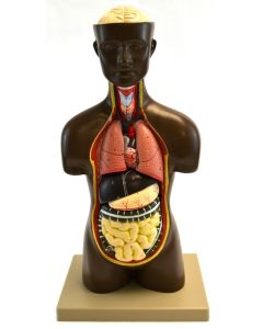 Eisco Labs Half-Size Unisex Human Torso Model With Head, 9 Parts