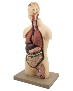 Eisco Labs Youth Torso Anatomical Model With Head, 9 Parts, Half-Size, Approx. 18" Height