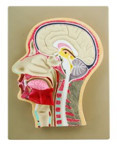 Eisco Labs Life-Size Human Head Model, Half Median Section