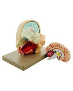 Eisco Labs Life-Size Premium Human Head With Brain Model, 3 Parts