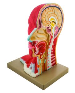 Eisco Labs Life-Size Human Head Model, Median Section