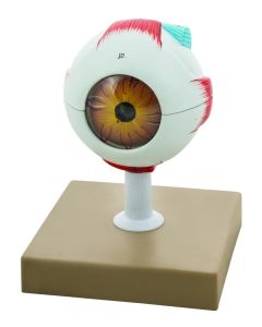 Eisco Labs Human Eye Model - 3x Enlarged - 7 Parts