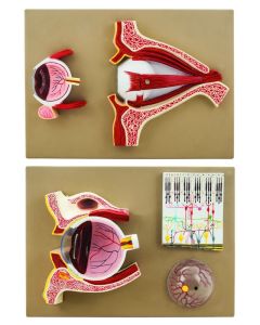 Eisco Labs Double-Sided Human Eye Model, 5 Sections