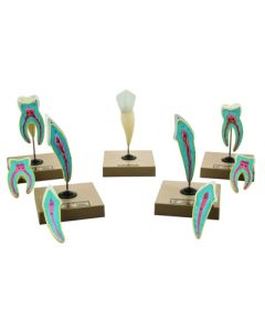 Eisco Labs Human Teeth Models - Set Of 5 Different Models