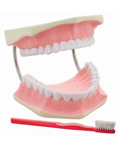 Eisco Labs Dental Care Model - Giant, 3 Times Life Size