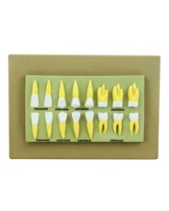 Eisco Labs Human Teeth Anatomical Model, Set Of 16, 2 Times Life Size