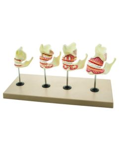 Eisco Labs Model Dentition Development Set