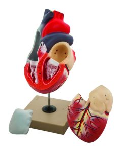 Eisco Labs 2x Life-Size Human Heart Model, 3 Parts