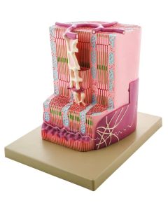 Eisco Labs Premium Human Cardiac (Heart) Muscle Model With Ultra Detailed Structures, Greatly