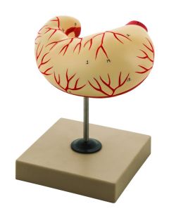 Eisco Labs Human Stomach Model - Life Size