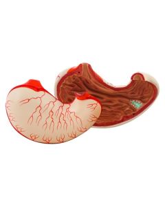 Eisco Labs Model Human Stomach - 2 Parts