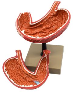 Eisco Labs Human Stomach Model, 2 Parts, Three Dimensional, Sectional View With Hand Painted