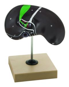 Eisco Labs Human Liver Anatomical Model With Gall Bladder, Life Size, Approx. 8"X8"X5"