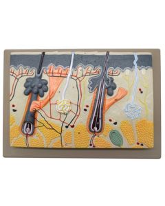 Eisco Labs Human Skin Model, 70x Enlarged - With Hand Painted Details - Mounted On Base, 13"