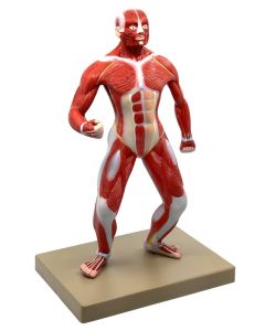 Eisco Labs Human Muscular Body Anatomical Model, 1/4 Life-Size