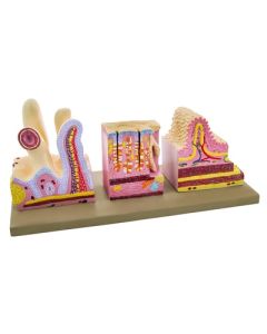 Eisco Labs Premium Human Digestive Canal Anatomical Model, Highly Detailed, Approx. 10"X10"X6"