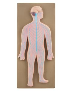 Eisco Labs Model Human Nervous System
