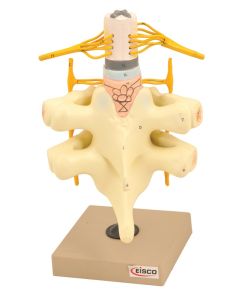 Eisco Labs Spinal Cord & Nerves Model - Life Size