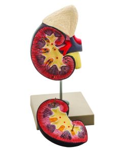 Eisco Labs Life-Size Human Kidney With Adrenal Gland Model, 2 Parts