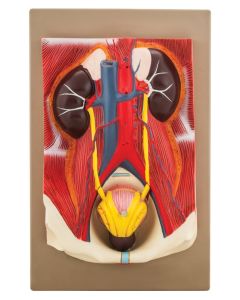 Eisco Labs Human Urinary Organs Model- 3 Parts