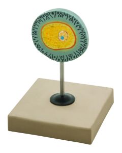 Eisco Labs Model Of Human Female Egg - 6.5" Tall On 5"X 5" Base