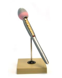 Eisco Labs Model Of Human Sperm; Greatly Magnified (15" Long); On Stand