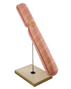 Eisco Labs 22" Model Chromosome Mounted On Base - Extra Large