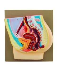 Eisco Labs Human Female Pelvis Model