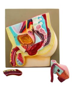 Eisco Labs Male Pelvis Section Model - Life Size, 3 Parts
