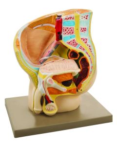 Eisco Labs Human Male Pelvis Model, 2 Parts
