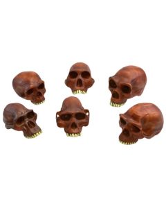 Eisco Labs Prehistoric Skull Replicas, Set Of 6