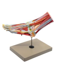 Eisco Labs Foot & Ankle, Muscle And Ligaments Model, 8 Part - Includes Mount