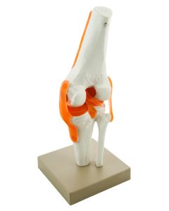 Eisco Labs Model, Human, Knee, Functional