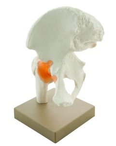 Eisco Labs Model Human Hip Joint