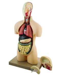 Eisco Labs Half-Size Human Torso Model With Dissectable Head, 11 Parts
