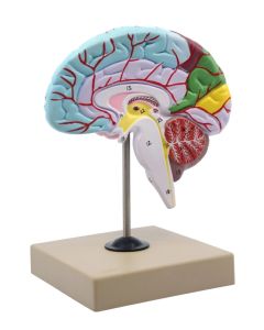Eisco Labs Human Half Brain Model - Life Size, Cross Section - Color Coded & Numbered With Key Card