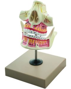 Eisco Labs Adult Jaw (Upper And Lower) Model - Upper Jaw And Mandible