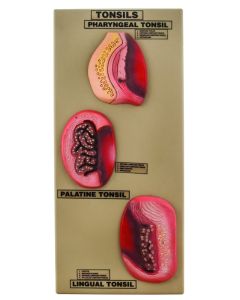 Eisco Labs Model Tonsils