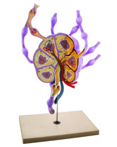 Eisco Labs Model Lymph Nodes - 24" Tall, Biology Study Model Ml
