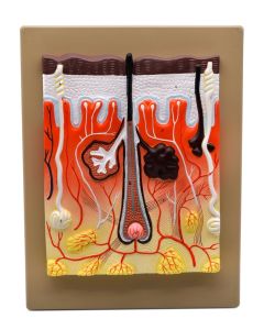 Eisco Labs Human Skin Model, 300x Enlarged - With Hand Painted Details - Mounted On Base