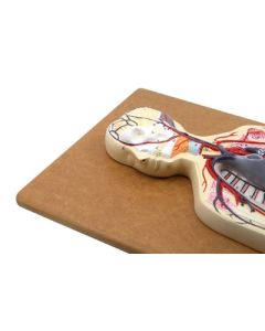 Eisco Labs Human Circulatory System Model - Hand Painted, Numbered Details With Key Card