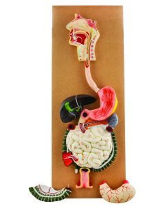 Eisco Labs Human Digestive System Model, Life Size, 32" Tall, 3 Parts With Removable Half