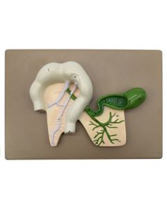 Eisco Labs Human Pancreatic Duct Model, Three Dimensional, With Hand Painted Details - Mounted