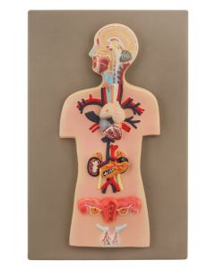 Eisco Labs Human Endocrine System Anatomical Model, Miniature Size - Cross Section, Approx. 15"X10"