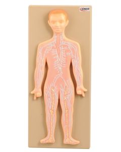 Eisco Labs Human Lymphatic System Anatomical Model - Mounted On 18" X 8" Base - Hand Painted