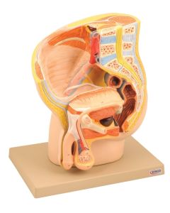 Eisco Labs Model, Male Pelvis