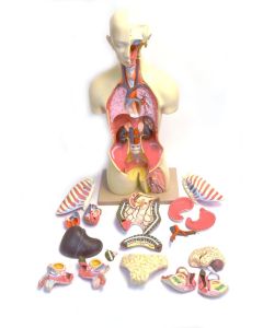 Eisco Labs Model, Human, Open Back Toroso, Dual Sex, 27 Parts